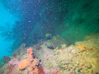 Naklejka na ściany i meble coral reef scuba diving underwater world