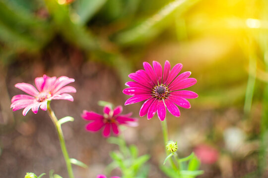 Planta Dimorphotheca pluvialis o margarita color morado o rosado en un jardin con el rayo de luz de sol