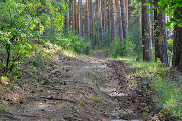 pine forest with footpath, tree trunks and sun beams