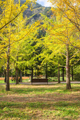 Naklejka premium Wooden bench under the yellow ginkgo biloba trees growing in autumn forest at national park