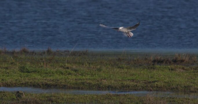 Seagull bird dives head first into water hunting fishing slow motion