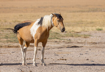 Wild Horse in Summer in teh Utah Desert