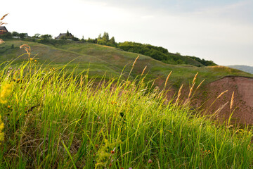 rolling hills with green grass and sunlight isolated, close-up