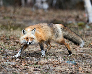 Red Fox Photo Stock. Fox Image. View in the springtime displaying fox tail, fur, in its environment and habitat with a blur background foliage on ground.  Picture. Portrait. Photo.