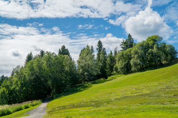 Zielona polana przy lesie w letni słoneczny dzień 