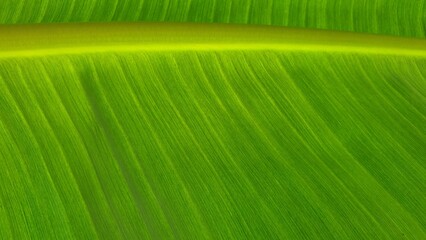 Texture of banana leaf, Nature Backgrounds.