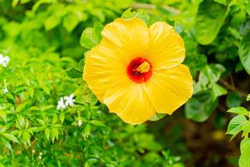 A big yellow flower. Asia, Vietnam, low season. 