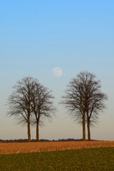 Mond zwischen B&auml;umen am Horizont
