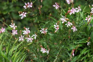 Oenothera lindheimeri, Lindheimer's beeblossom, white gaura, Lindheimer's clockweed, a species of Oenothera