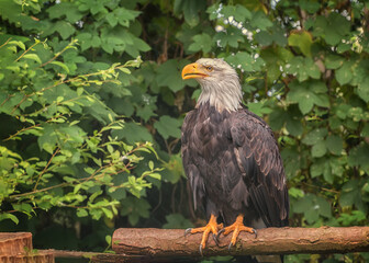 Bald eagle, the national bird of the United States of America