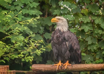 Foto op Plexiglas Bald eagle, the national bird of the United States of America © Natalia