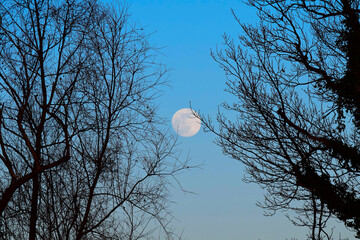 Mond zwischen B&auml;umen