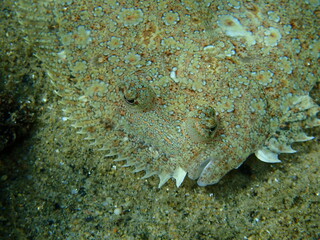 Fototapeta na wymiar Wide-eyed flounder (Bothus podas) close-up undersea, Aegean Sea, Greece, Halkidiki 