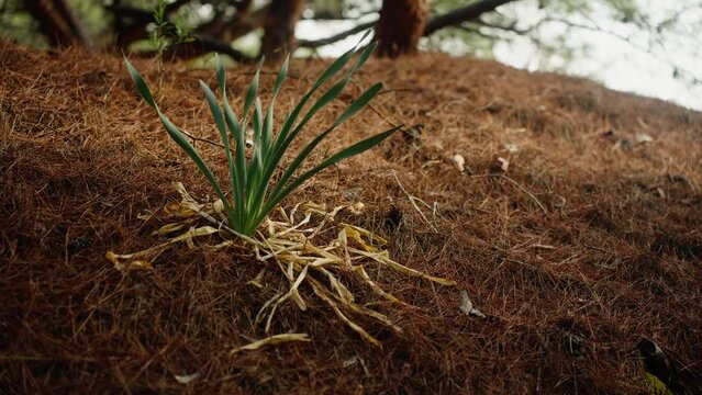 Pancratium maritimum flower , sprouted through dried needles from pine trees