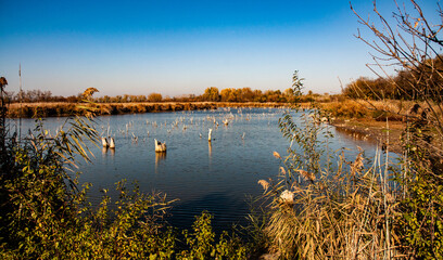 View on Zobnatica lake, Serbia.