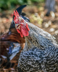 Poultry chicken - rooster