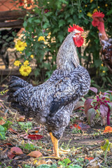 Poultry chicken - rooster