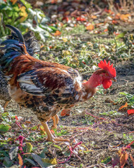 Poultry chicken - rooster