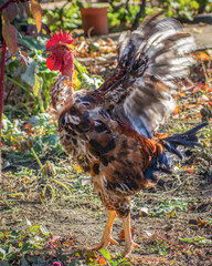 Poultry chicken - rooster