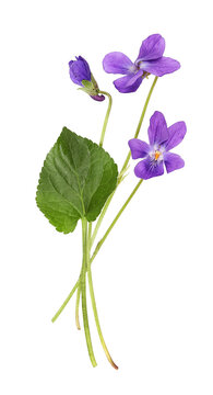 Small violets with leaf, transparent background