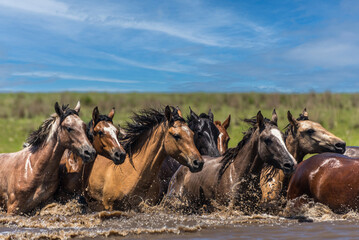 Wild horses galloping in the water in Corrientes province, Argentina.