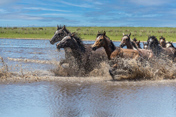 Side view of a group of wild horses splashing water while crossing a river in Corrientes, Argentina.