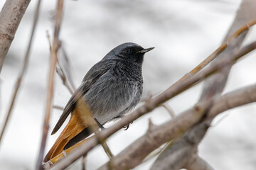 Black Redstart male perched on a tree branch