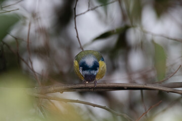 Eurasian Blue Tit perched on a tree branch
