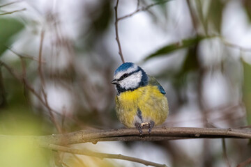 Fototapeta premium Eurasian Blue Tit perched on a tree branch