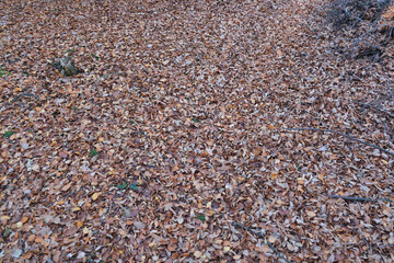 Waldboden bedeckt mit Laub