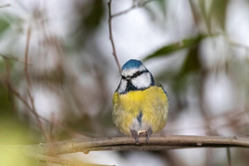 Obraz premium Eurasian Blue Tit perched on a tree branch