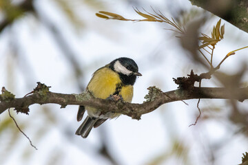 Naklejka premium Great Tit perched on a tree branch