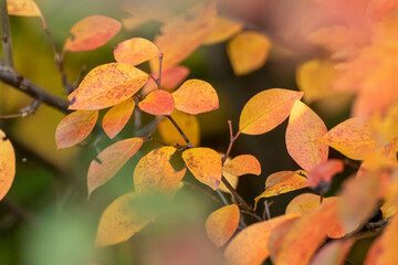 Autumn colorful vibrant leaves branches close-up with blur, flora background. Autumnal forest in orange and yellow colors, nature details