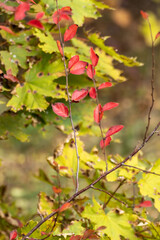 Autumn red leaves branches close-up on wild greenery blurred background. Autumnal forest mood nature details
