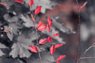 Autumn red vibrant leaves branches close-up on colorless blurred background. Autumnal forest mood nature details