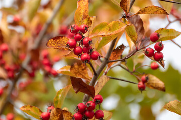 Red hawthorn berries on a colorful tree branch with yellow autumn leaves and blurred background. Natural autumnal harvest close-up