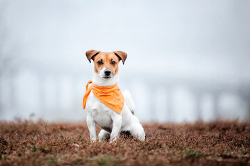 Jack Russell Terrier dog breed on a Foggy Autumn Morning. Dog running. Fast dog outdoor. Pet in the...