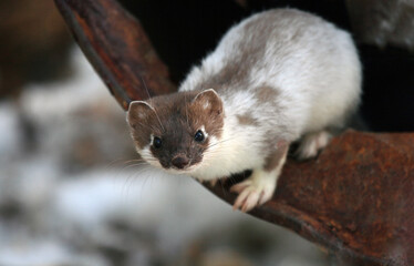 Wild Siberian ermine during spring molting.