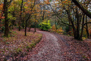 Naklejka premium Sunnyhurst Woods, Darwen, Lancashire, UK.
