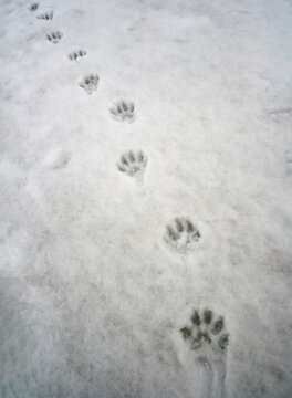 Сhain of wild wolverine paw prints on the grainy dark snow cover.