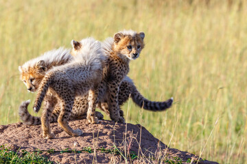 Cheetah cubs on a termite mold on the savannah in Africa