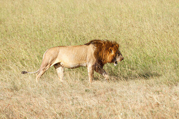 Male lion walk in the grassland in Africa
