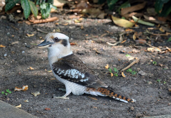 Close up of a Kookaburra looking for food, Sydney New South Wales Australia
