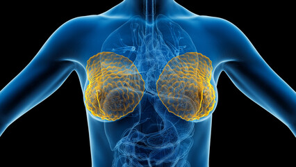 3D Rendered Medical Illustration of Female Anatomy - Breast Tissue - obrazy, fototapety, plakaty