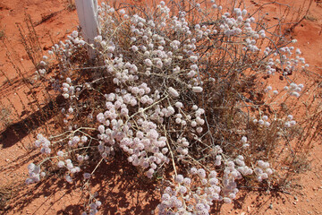 red ground and wild vegetation in australia