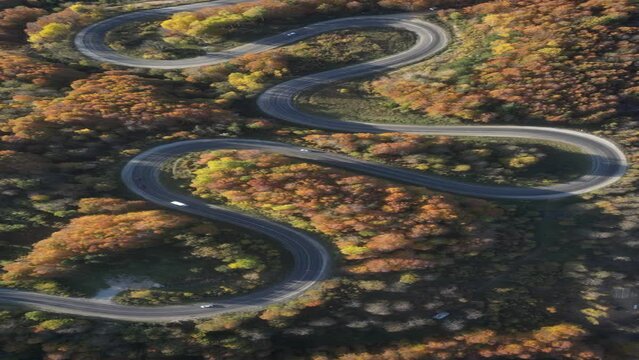Aerial view of road amidst trees during autumn
