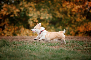 Naklejka na ściany i meble Welsh Corgi dog breed on a Foggy Autumn Morning. Dog running. Fast dog outdoor. Pet in the park.