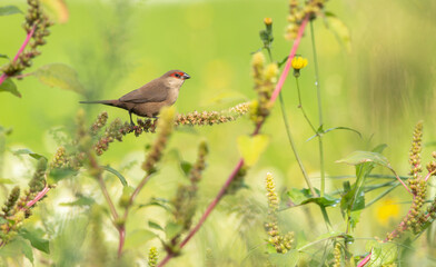 Common Waxbill (Estrilda astrild)