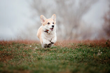 Welsh Corgi dog breed on a Foggy Autumn Morning. Dog running. Fast dog outdoor. Pet in the park.