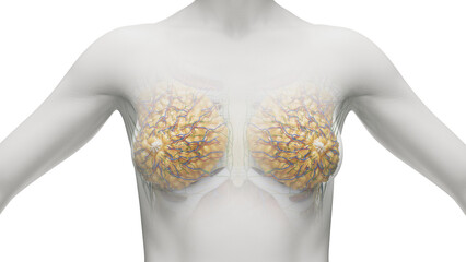 3D Rendered Medical Illustration of Female Anatomy - breast tissue